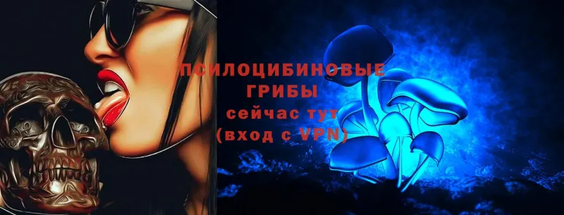 Псилоцибиновые грибы Psilocybe  где можно купить   Армавир 